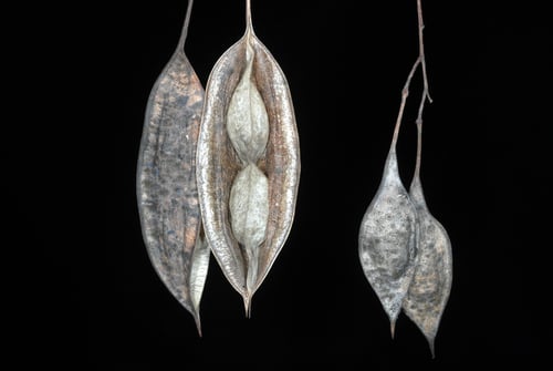 Sesbania vesicaria (Bagpod) — photo