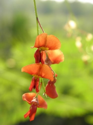 Sesbania vesicaria