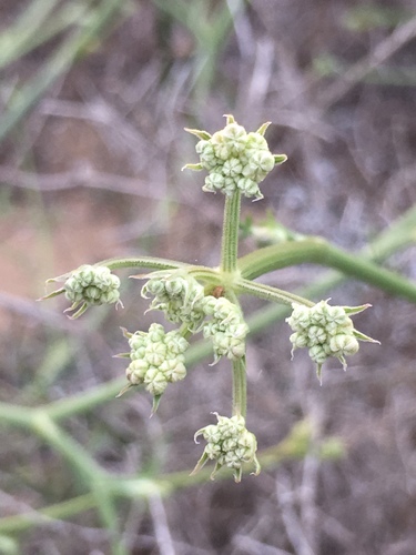 Seseli tortuosum — photo