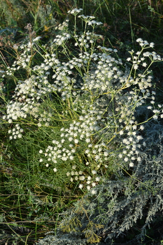Seseli tortuosum