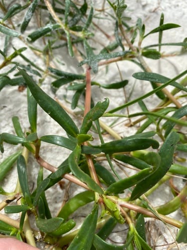 Sesuvium portulacastrum (Seaside purslane) — photo
