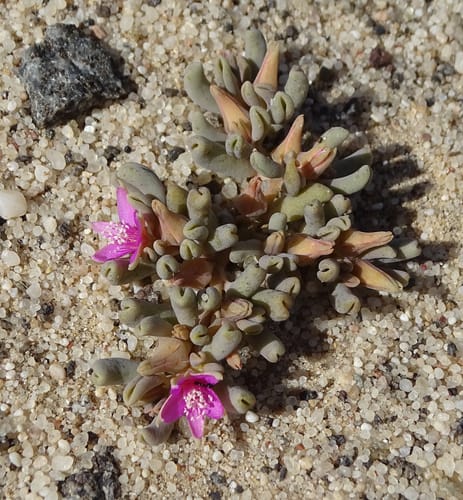 Sesuvium sesuvioides — photo