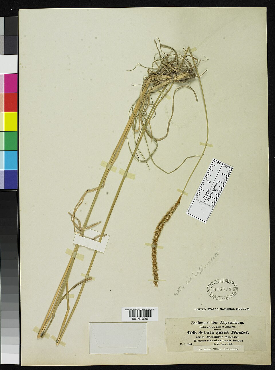 Setaria aurea