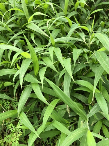 Setaria barbata — photo