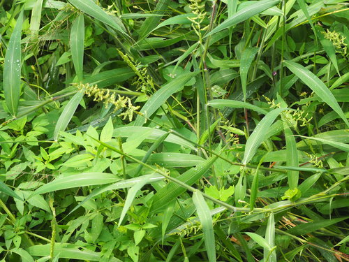 Setaria barbata — photo