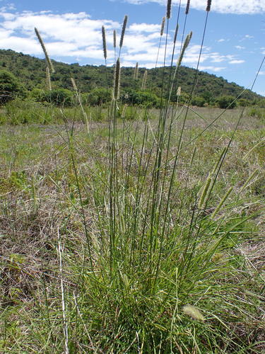 Setaria incrassata (Vlei bristle grass) — photo