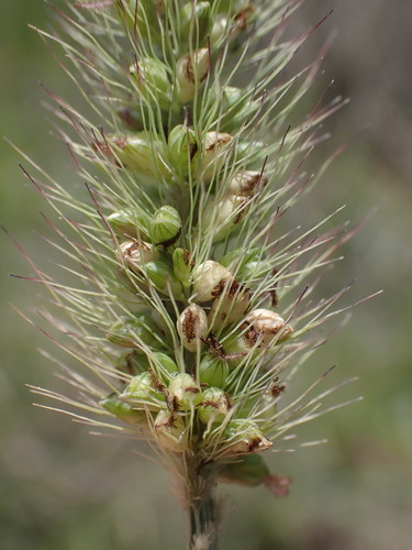 Setaria incrassata (Vlei bristle grass) — photo