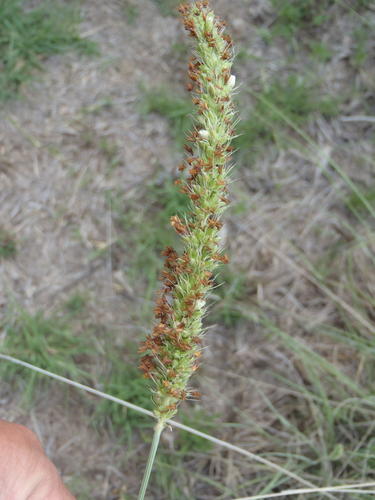 Setaria incrassata