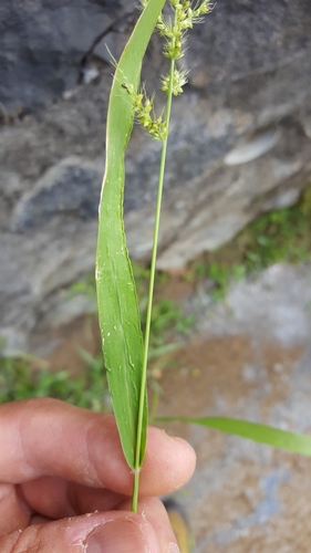 Setaria intermedia — photo