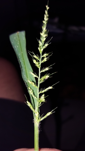 Setaria intermedia — photo