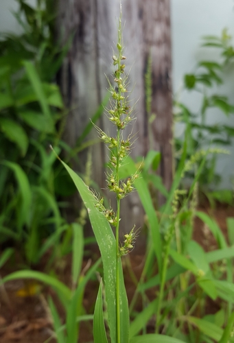 Setaria intermedia