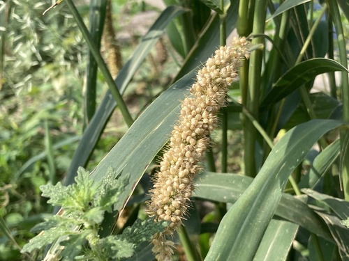 Setaria italica (Foxtail millet) — photo