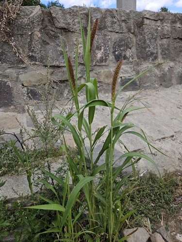 Setaria italica