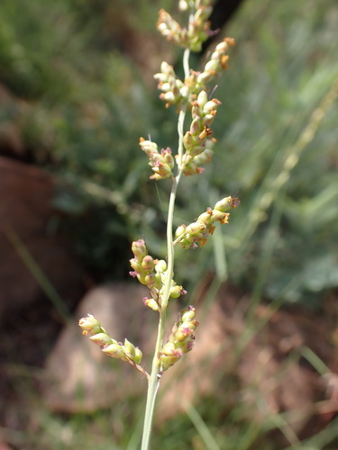 Setaria lindenbergiana (Rhodesian tussock grass) — photo