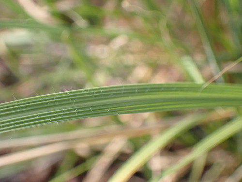 Setaria lindenbergiana (Rhodesian tussock grass) — photo