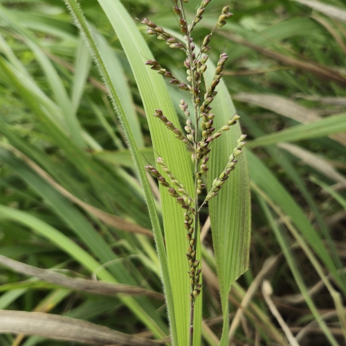 Setaria lindenbergiana