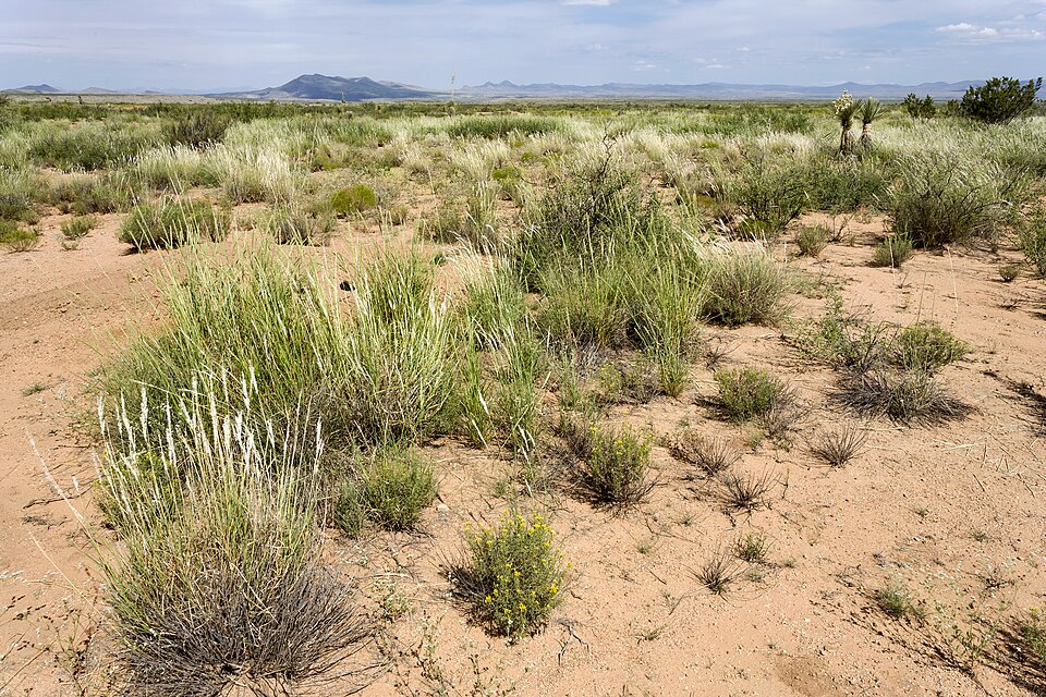 Setaria longiseta
