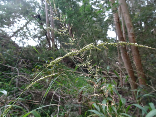 Setaria megaphylla — photo