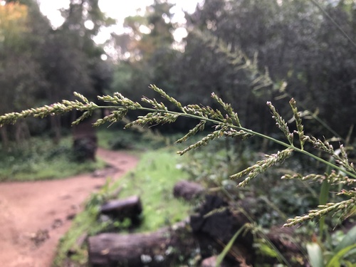 Setaria megaphylla