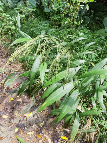 Setaria palmifolia (Short pitpit) — photo