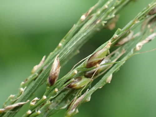 Setaria palmifolia (Short pitpit) — photo