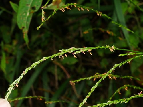 Setaria plicata — photo