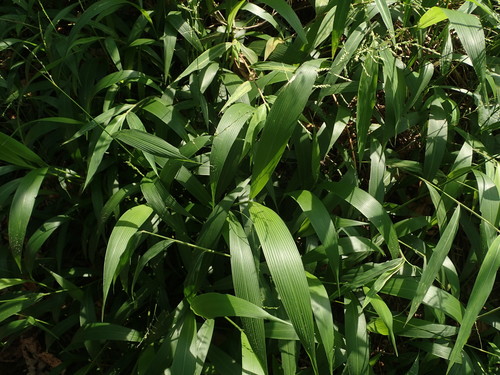 Setaria plicata