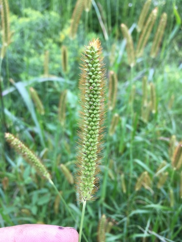Setaria pumila (Yellow bristle grass) — photo