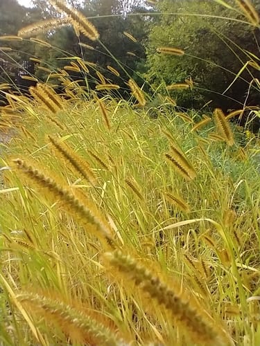 Setaria pumila subsp. pallidefusca
