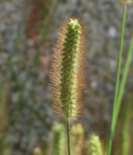 Setaria pumila (Yellow bristle grass) — photo