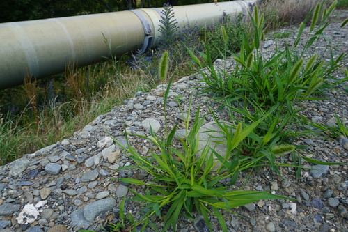 Setaria pycnocoma — photo