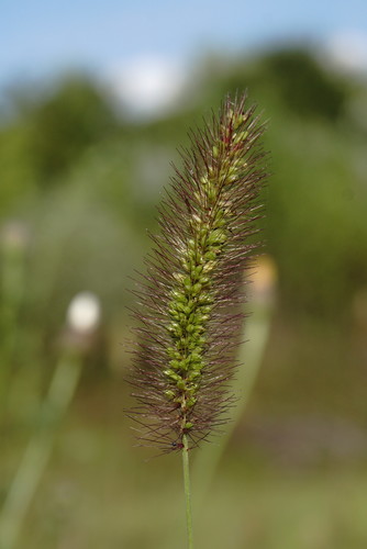 Setaria pycnocoma — photo
