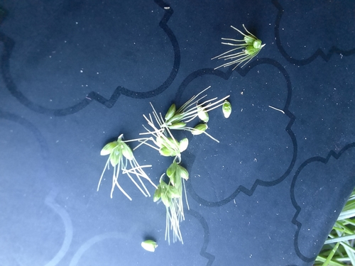 Setaria pycnocoma
