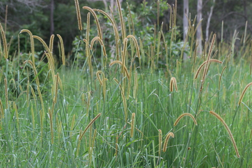 Setaria sphacelata (Golden Timothy Grass) — photo