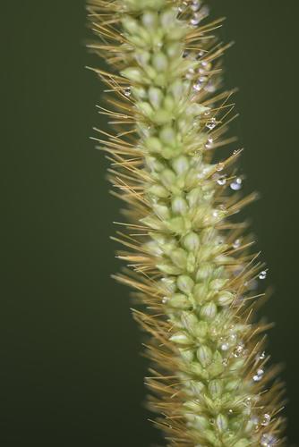 Setaria sphacelata (Golden Timothy Grass) — photo