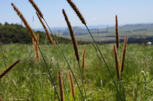Setaria sphacelata