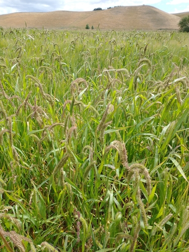 Setaria verticillata (Rough bristle grass) — photo