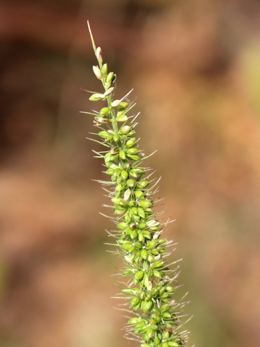 Setaria verticillata (Rough bristle grass) — photo