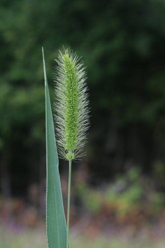 Setaria viridis (Green Foxtail) — photo