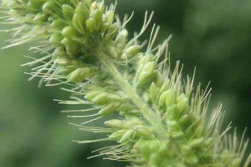 Setaria viridis (Green Foxtail) — photo