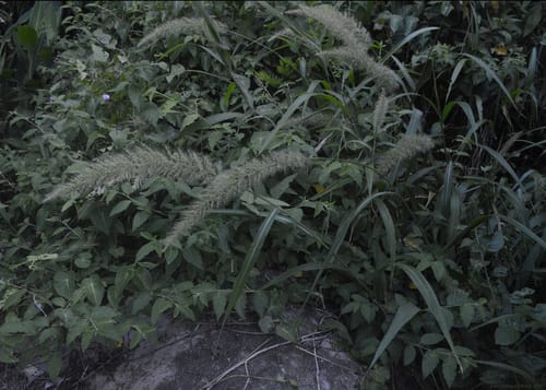 Setaria vulpiseta — photo