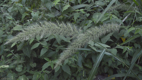 Setaria vulpiseta