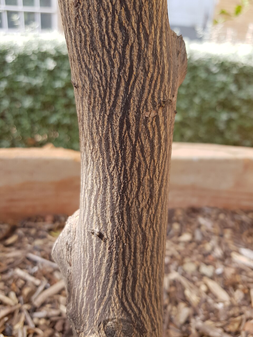 Severinia disticha — photo