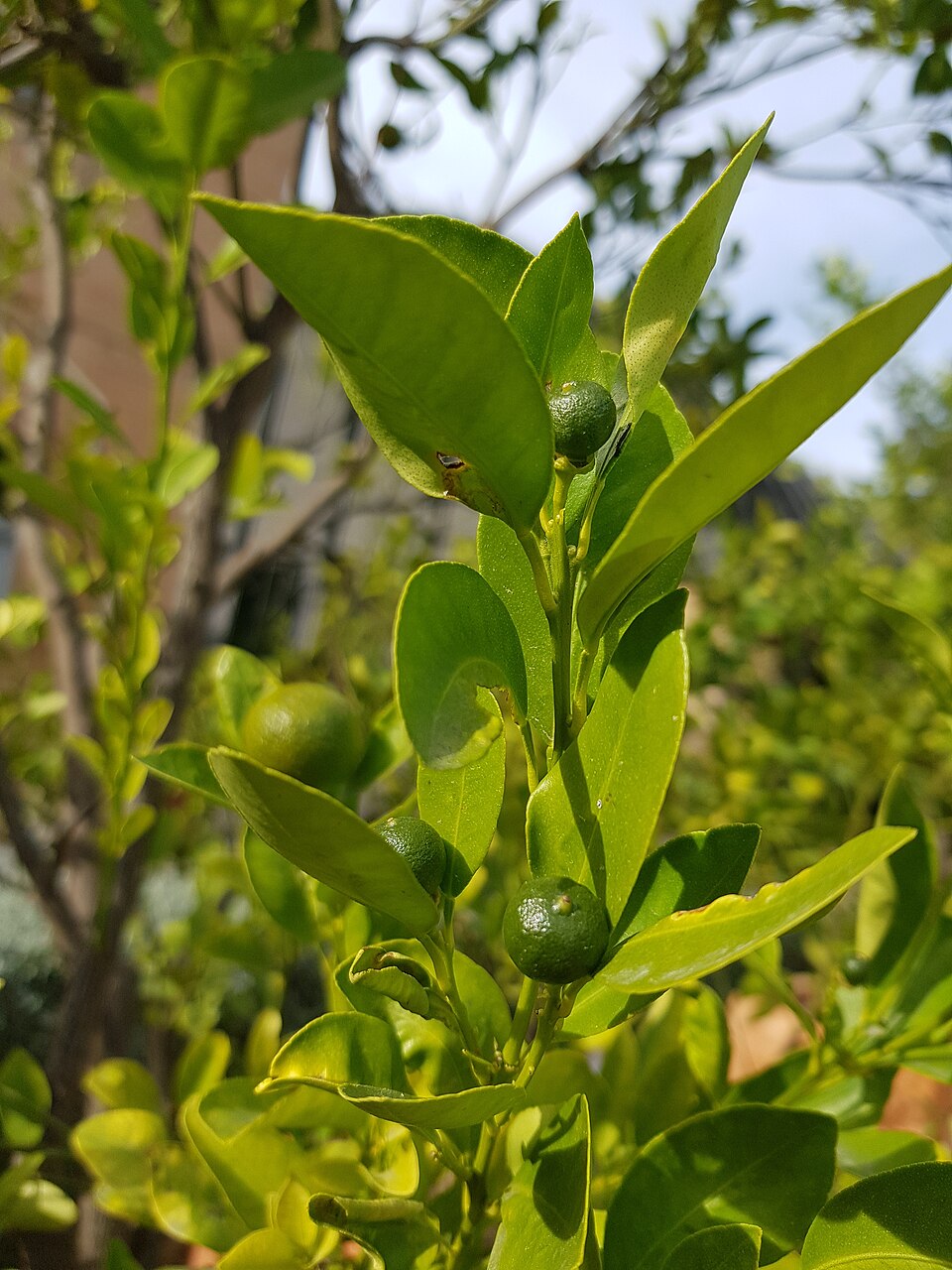 Severinia disticha