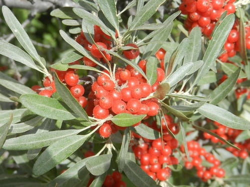 Shepherdia argentea (Silver Buffalo-berry) — photo