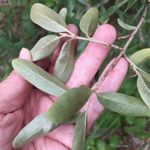 Shepherdia argentea (Silver Buffalo-berry) — photo