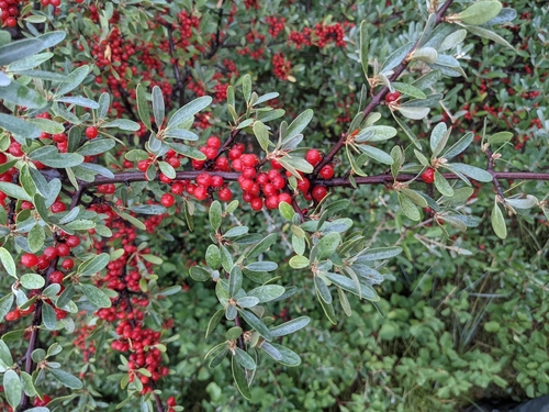 Shepherdia argentea