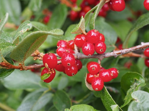 Shepherdia canadensis (Canadian buffaloberry) — photo