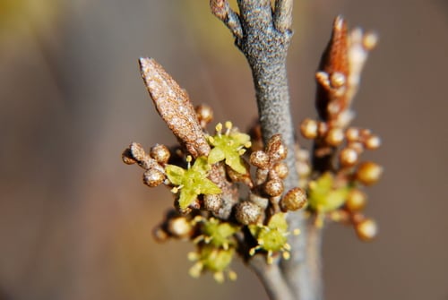 Shepherdia canadensis (Canadian buffaloberry) — photo