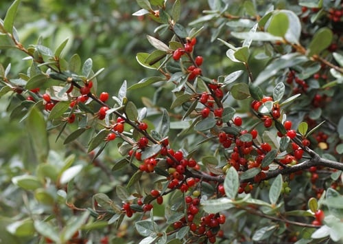 Shepherdia canadensis